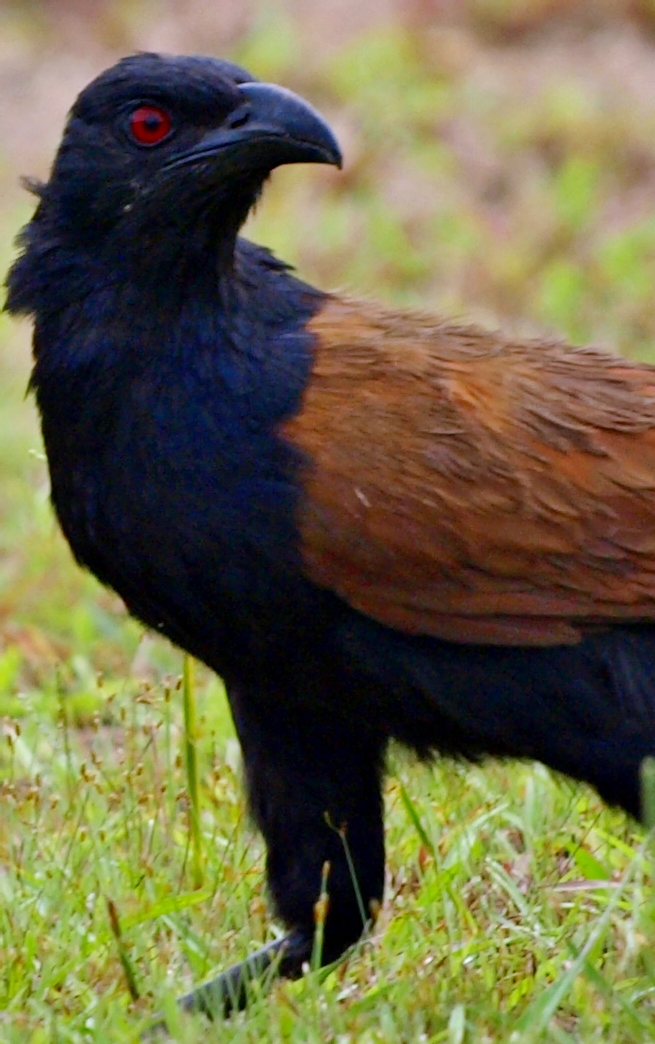 Penabahari Odisi Bersama Olympus Potret Fauna 4 Bubut