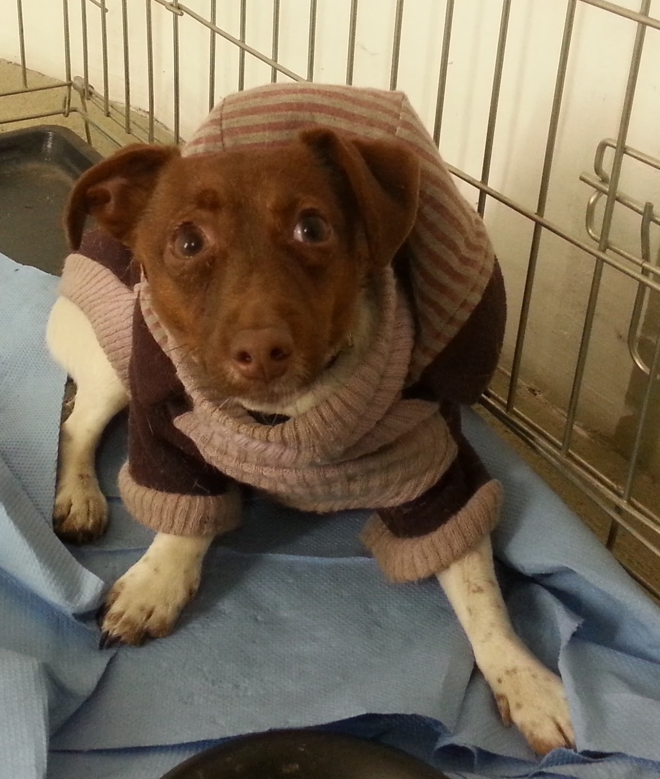 Zittau Blick Vom Markt Zur Johanniskirche Europa Urlauber