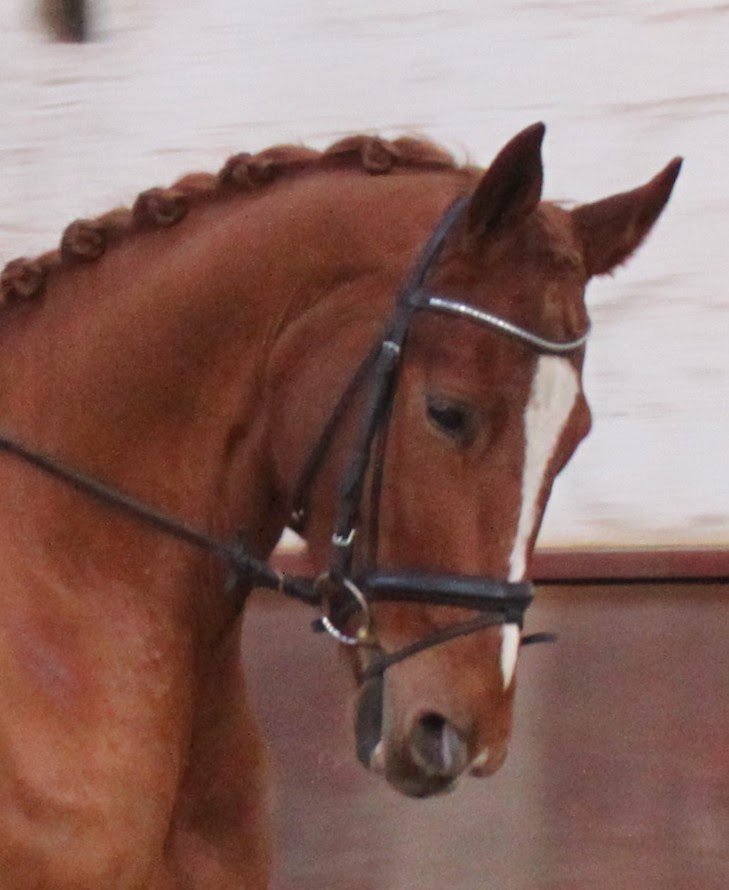 Horses Football Match During Partner Pferd Horse Fair Images Archival Store