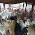 Prefeito de Prata deposita subsidio para os produtores de leite de cabra do município 