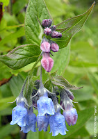 Mertensia paniculata Lungwort or "Bluebells"