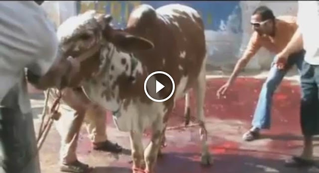Funny Cow Attempting to Run Before Eid Qurbani 2014, Funny Cow Attempting to Run Before Eid Qurbani 2014, cattle farming in pakistan,Cow Run Away, Cow runnig on road, bull ran away video, cow qurbani videos, cow pic 2014, cow eid, cow eid 2014,