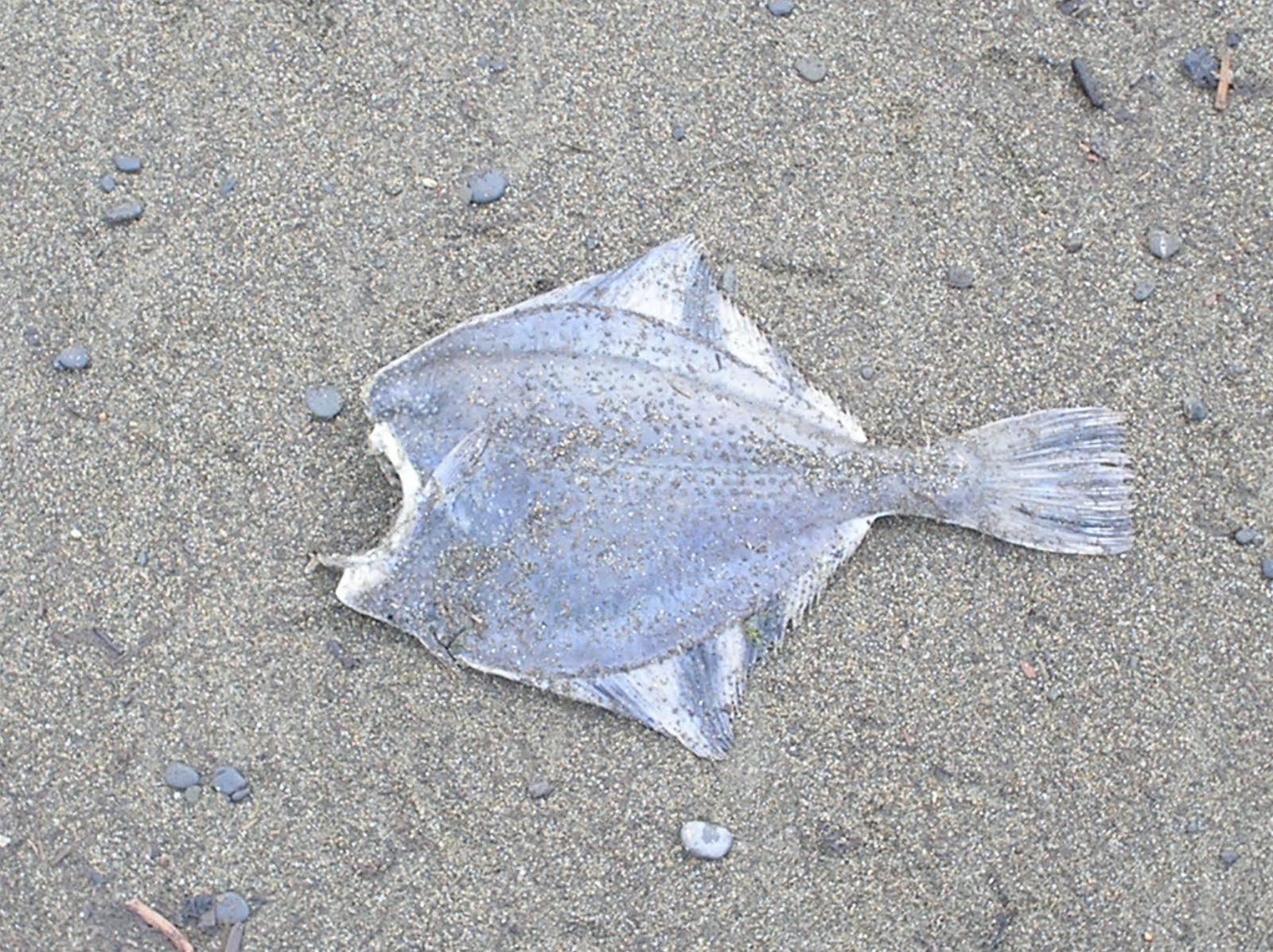 Alaska Adventure Unalakleet Training, Beach, and Bones