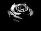 Una rosa nera per me... e per voi