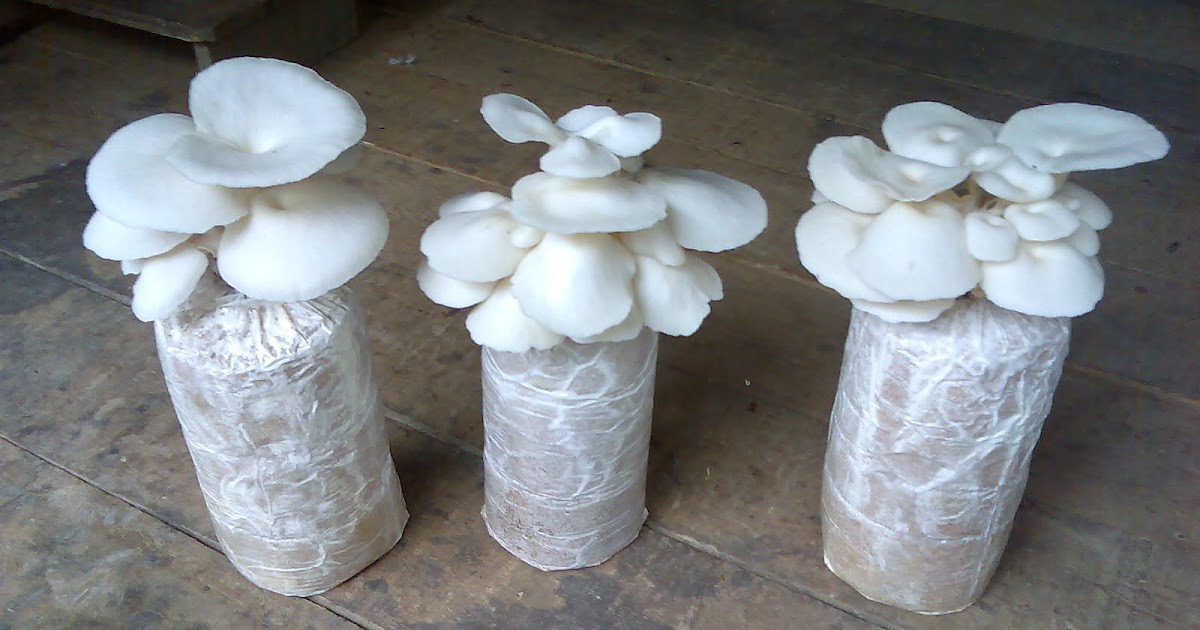 Kandungan Jamur Tiram dan Manfaatnya Contoh Artikel