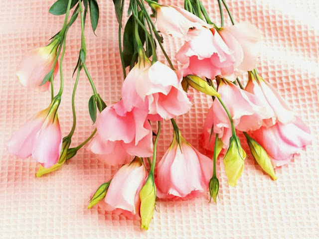 Pink Rose Wallpapers Free Download