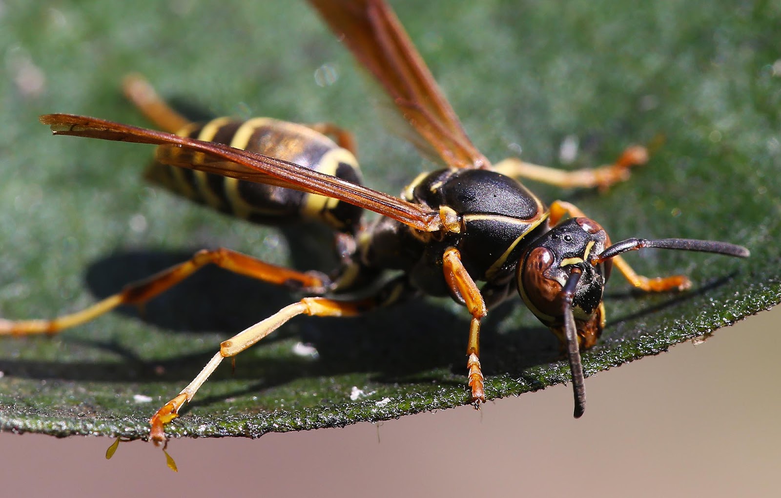 All of Nature Aphids Making Gallons of Honeydew