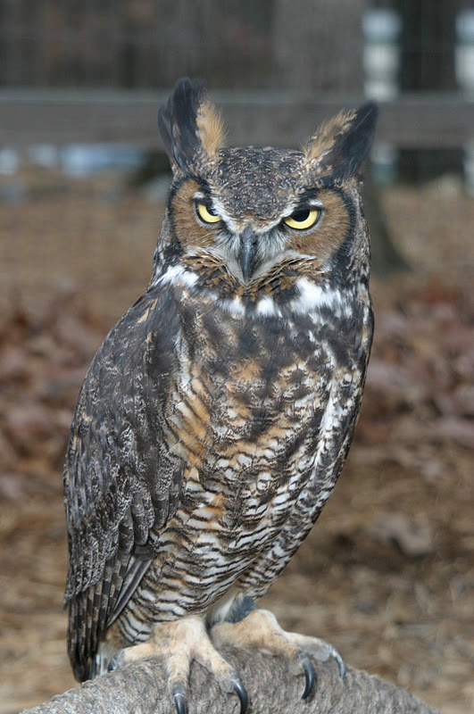 World Bird Sanctuary Have You Seen This Great White Hunter?