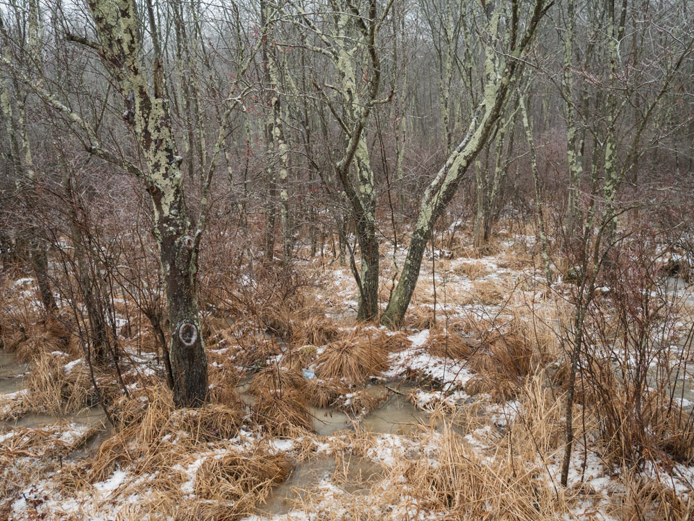 Working Pictures Swamp in Freezing Rain