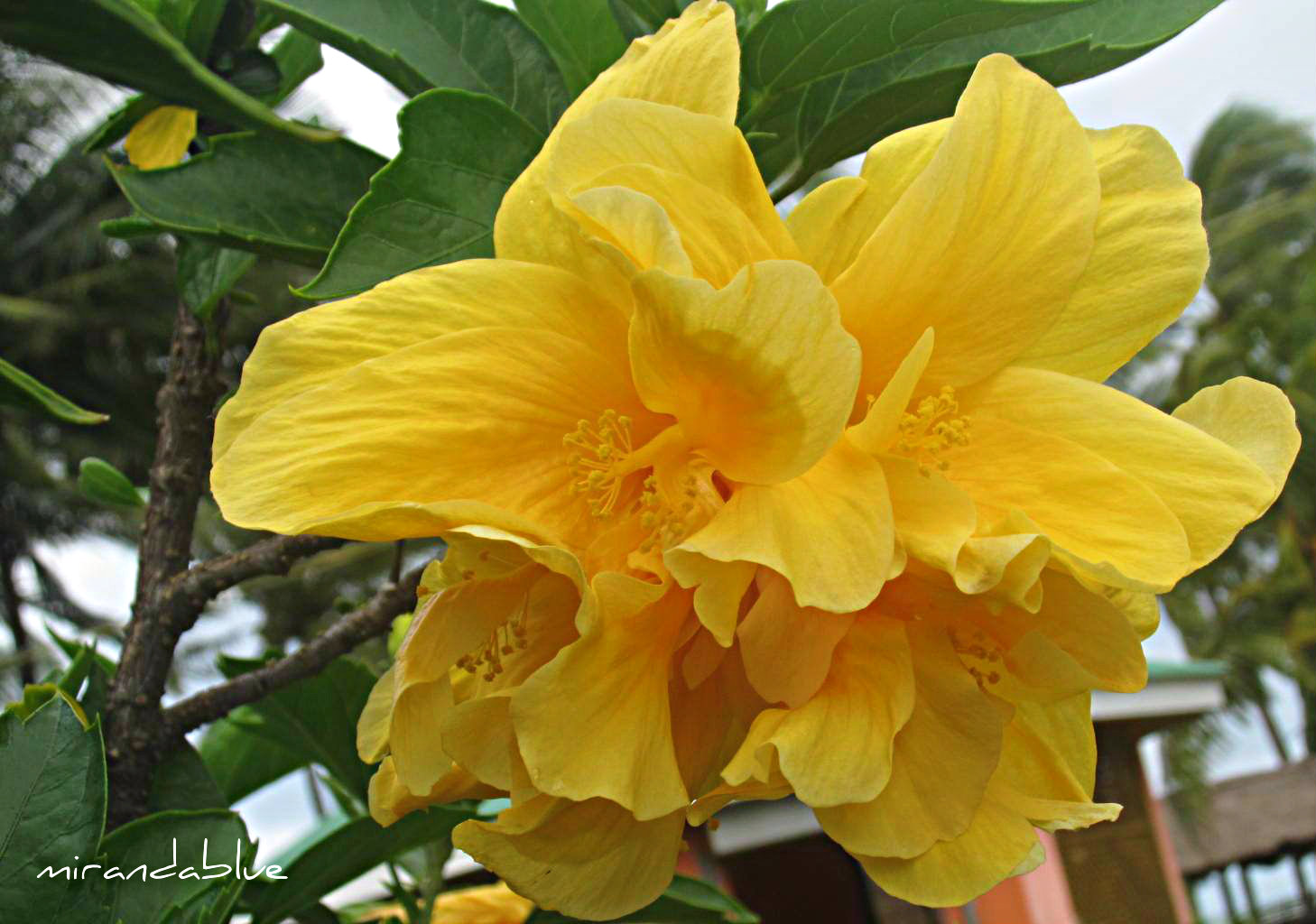 the gumamela Tecson-mendoza was honored in simple rites last june 6, when a type of hybrid gumamela, the hibiscus rosa sinensis, was named after her as a woman of science honoring 'manang' letty they made daisies and gumamela, everlasting and the challenging rafflesiawhich the group wanted to add to integrate nationalism. the gumamela Tecson-mendoza was honored in simple rites last june 6, when a type of hybrid gumamela, the hibiscus rosa sinensis, was named after her as a woman of science honoring 'manang' letty they made daisies and gumamela, everlasting and the challenging rafflesiawhich the group wanted to add to integrate nationalism.