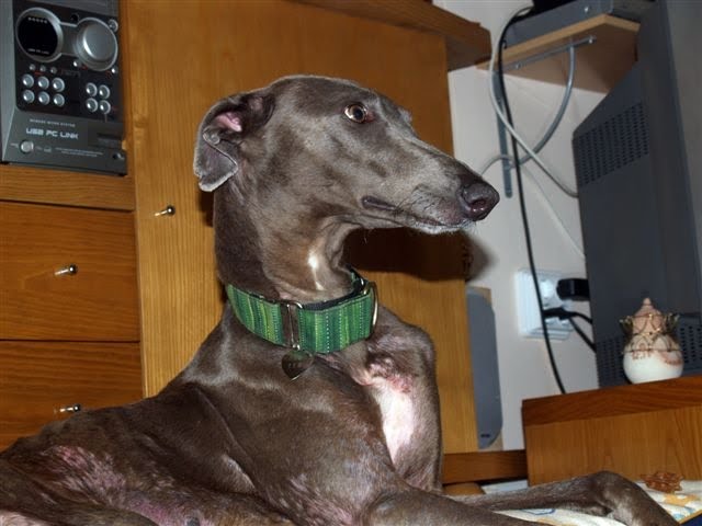 son galgos italianos buenos perros de familia