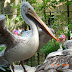 Storks in Trivandrum Zoo