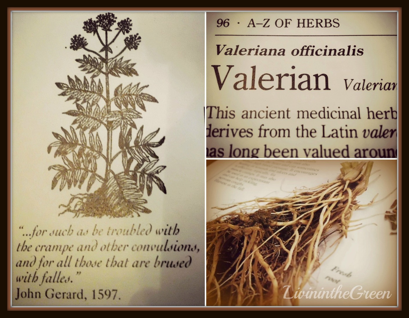 Livin' In The Green Valerian Natural Sleep Aid and Relaxant