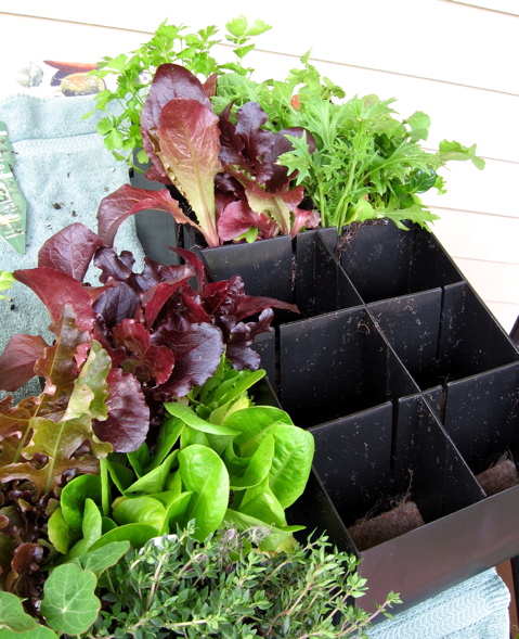 Seattle Garden Ideas 2012