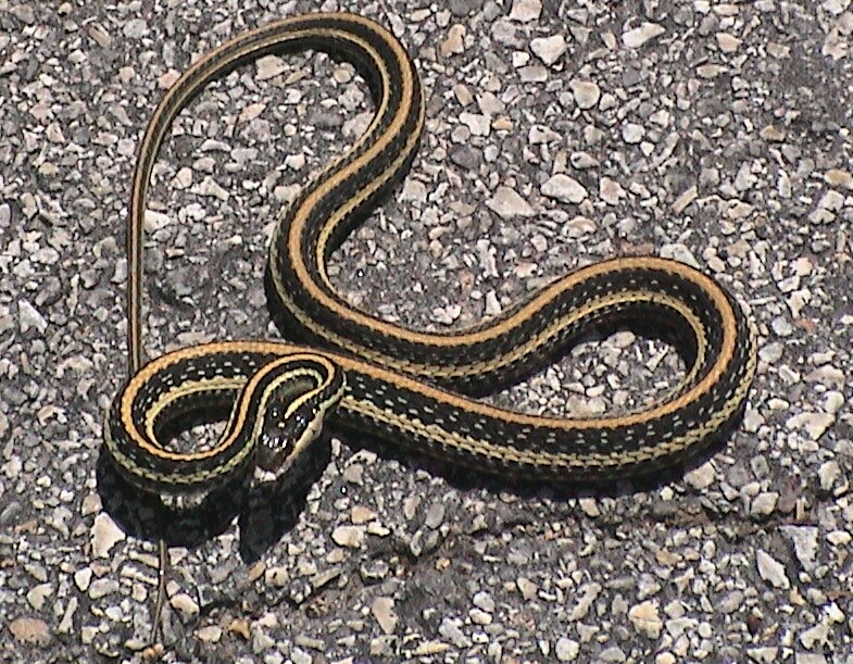 huge garter snake