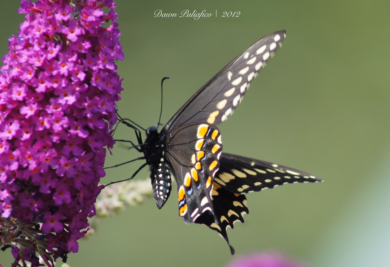 Things with Wings Massachusetts Butterflies