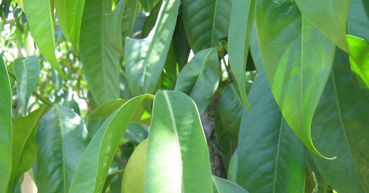 TROPICAL PLANT LIBRARY Garcinia cowa/ Kandis