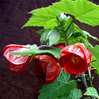 NAŠE ZAHRADY: Abutilon - mračňák