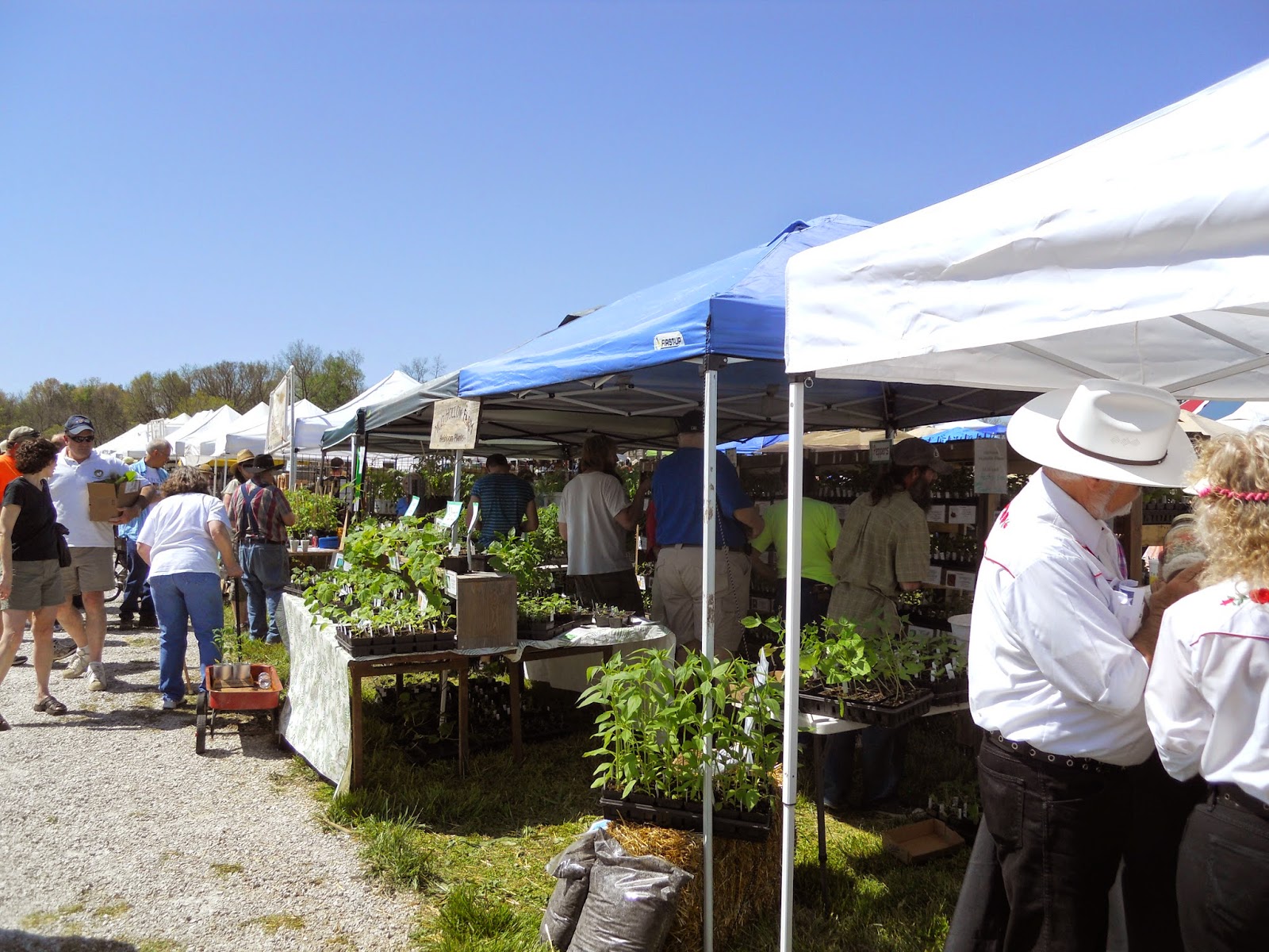 I AM Buddy, The BUDDHA From Mississippi ™ Baker Creek Heirloom Seeds