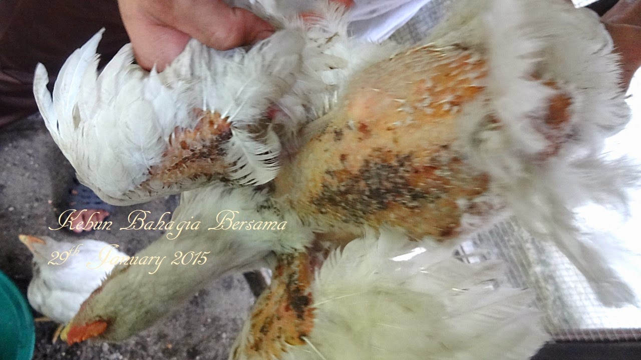 Kebun Bahagia Bersama KBB Roasted Spring Chicken Kebun Bahagia Bersama KBB Roasted Spring Chicken