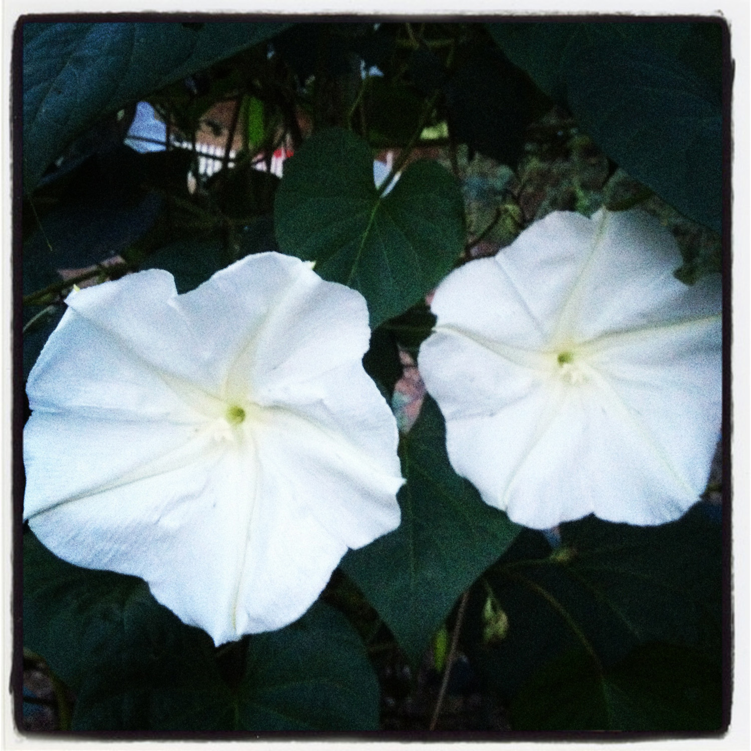 Halcyon Days Moon Flowers