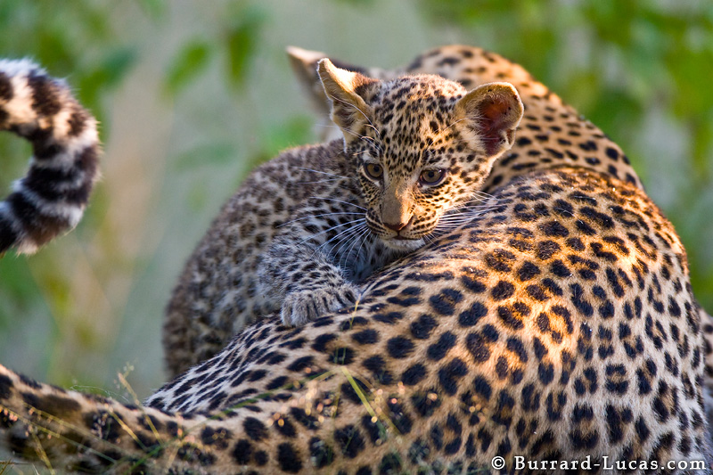 The Leopard and Cubs | Awesome Photographs | The Wildlife