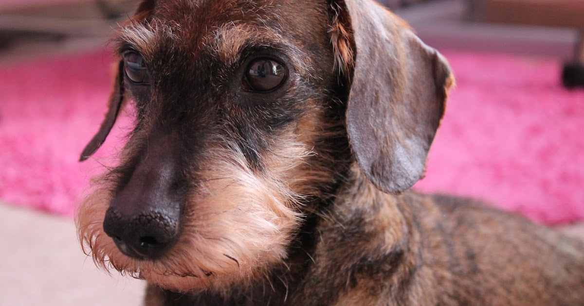 LISA Mein Hund verhält sich komisch, hilfe!