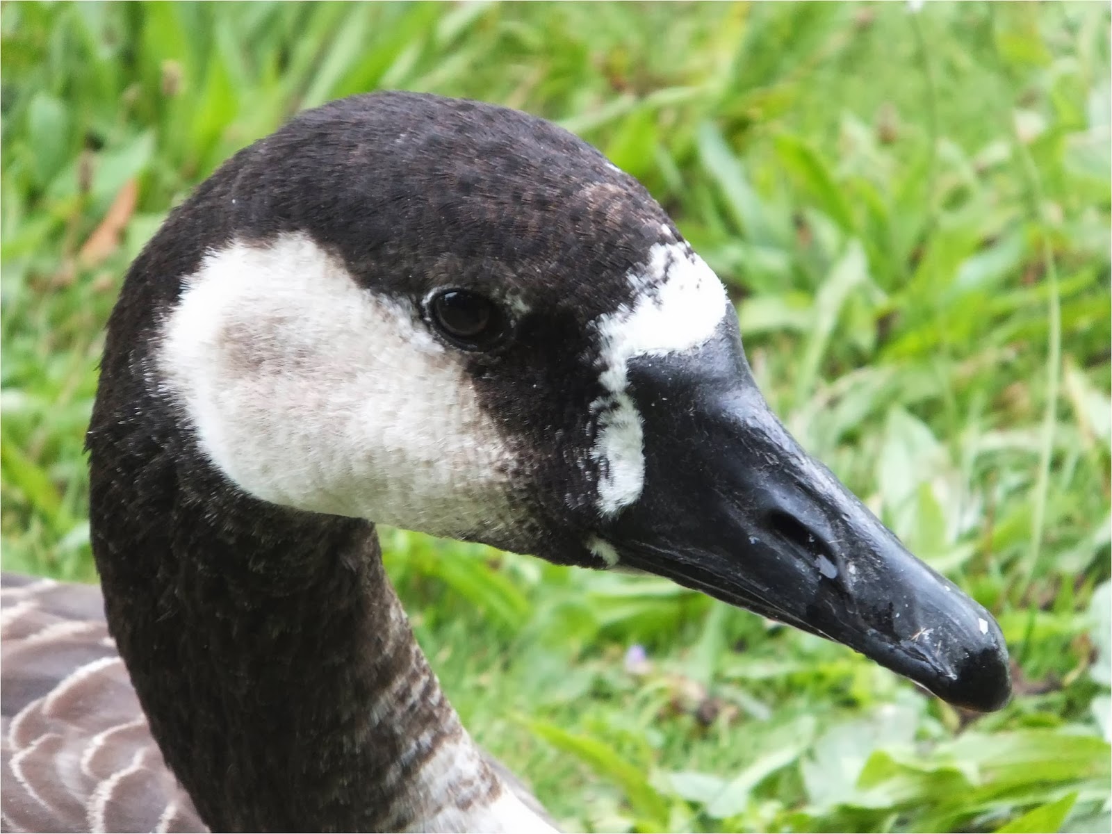 Bird Hybrids Swan Goose x Canada Goose