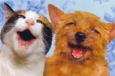 gato y perro riendo. CHISTES muy CORTOS. CUIDADO con los HUEVOS