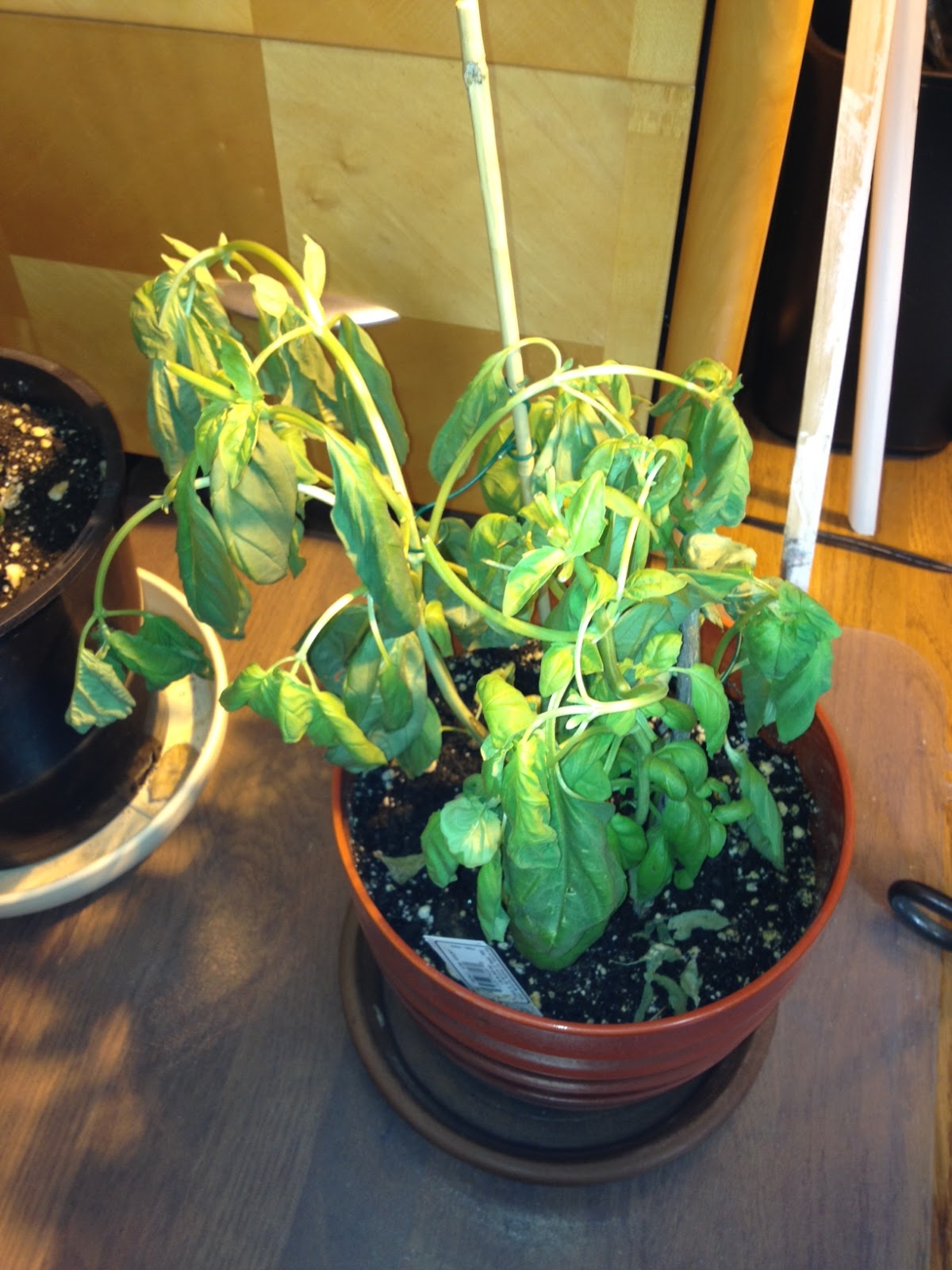 Boulder Flatiron Blog Basil wilted from cold getting down