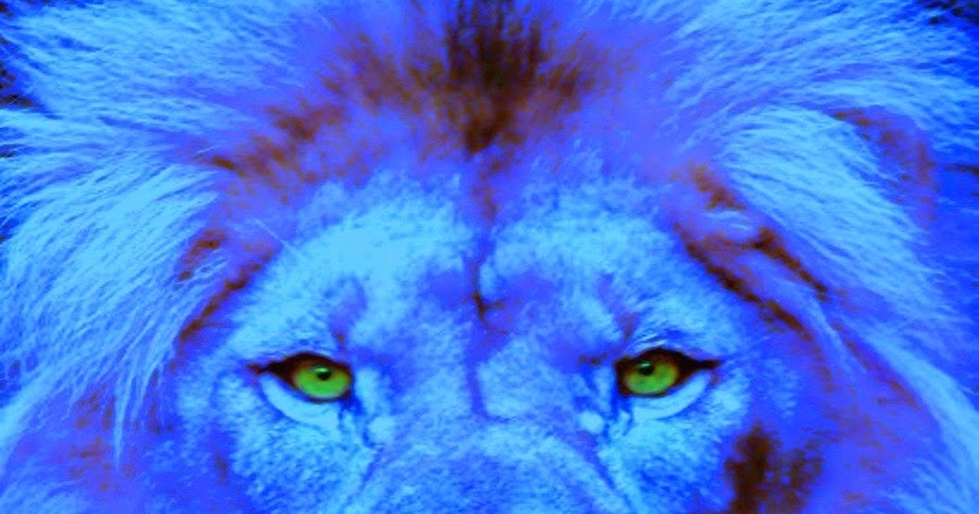 ShukerNature: BLUE LIONS OF AFRICA AND ASIA