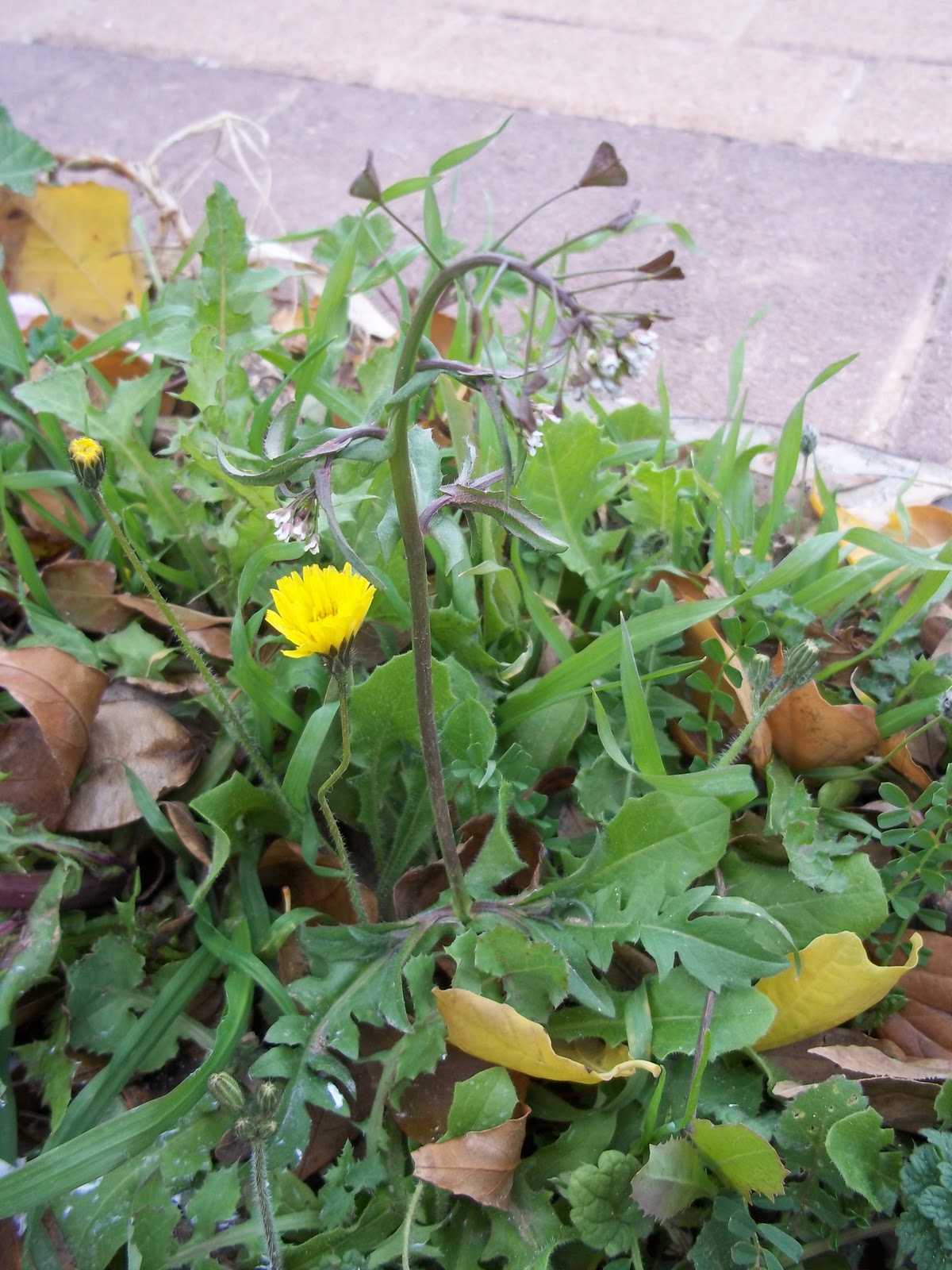 Foraging Shepherd's Purse and Homemade Shepherd's Purse Tincture Recipe