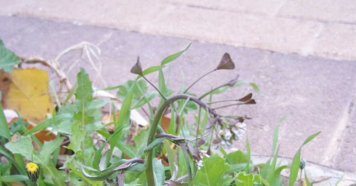 Foraging Shepherd's Purse and Homemade Shepherd's Purse Tincture Recipe