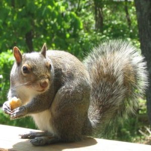 Eating A Squirrel