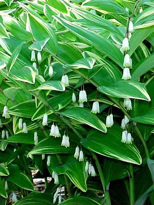 Variegated Solomon's Seal 2013 POY