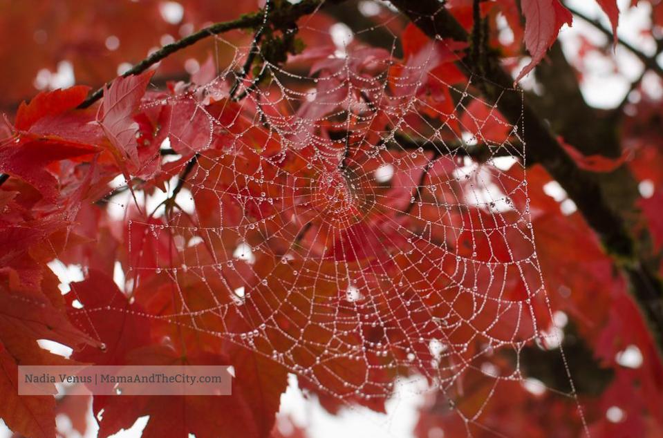 Vancouver Fog Creative Family Pictures Vancouver Fog Creative Family Pictures