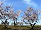 <b>青森県浅虫温泉</b>の四季～南部屋・海扇閣～: 桜便り