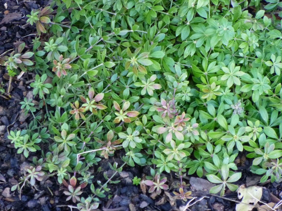 Garden of Aaron The January Garden Sweet Woodruff
