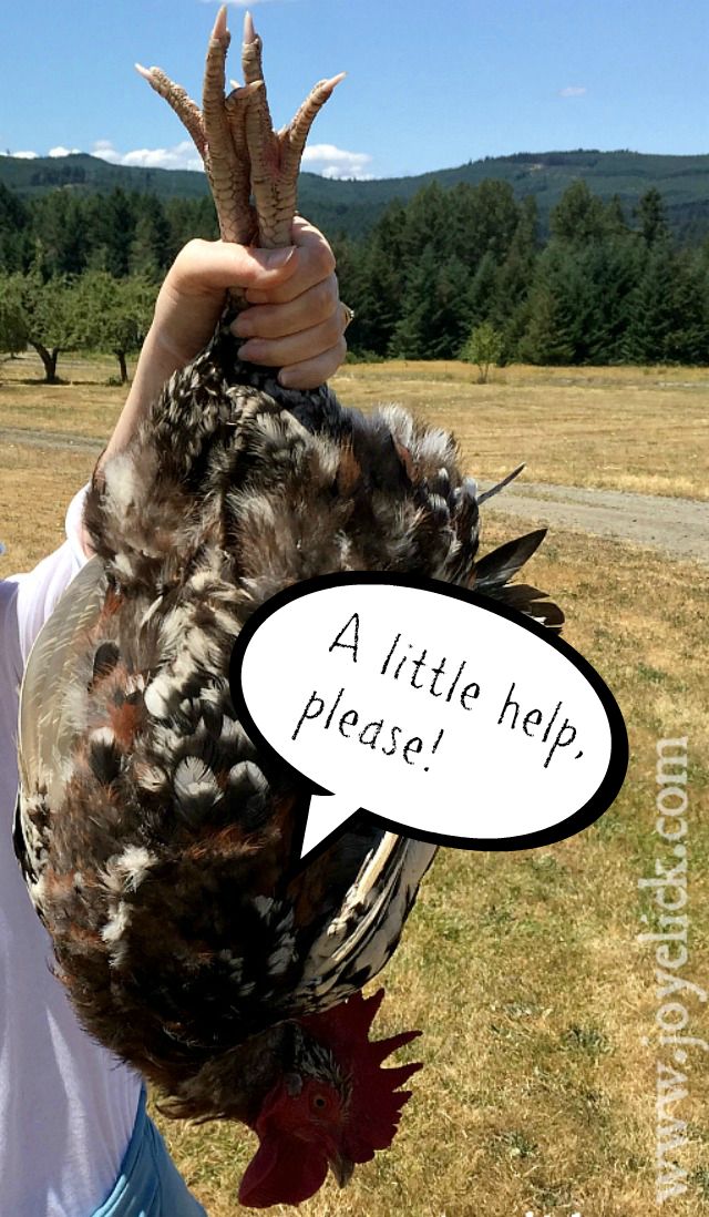 How to train a rooster to be nice (or at least to stop attacking you