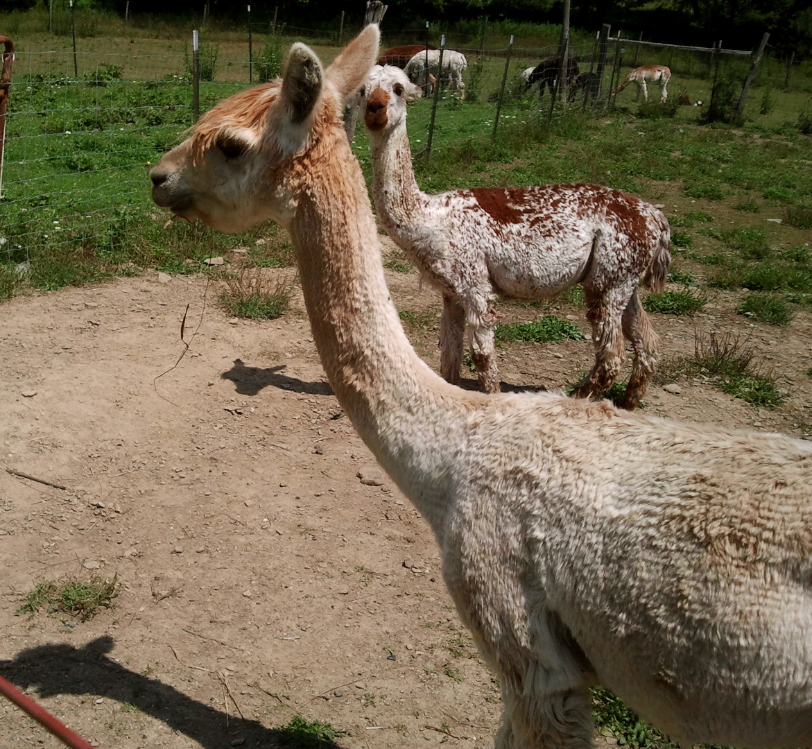 The Land of Peapodriot YB Normal Alpaca Store and Farm