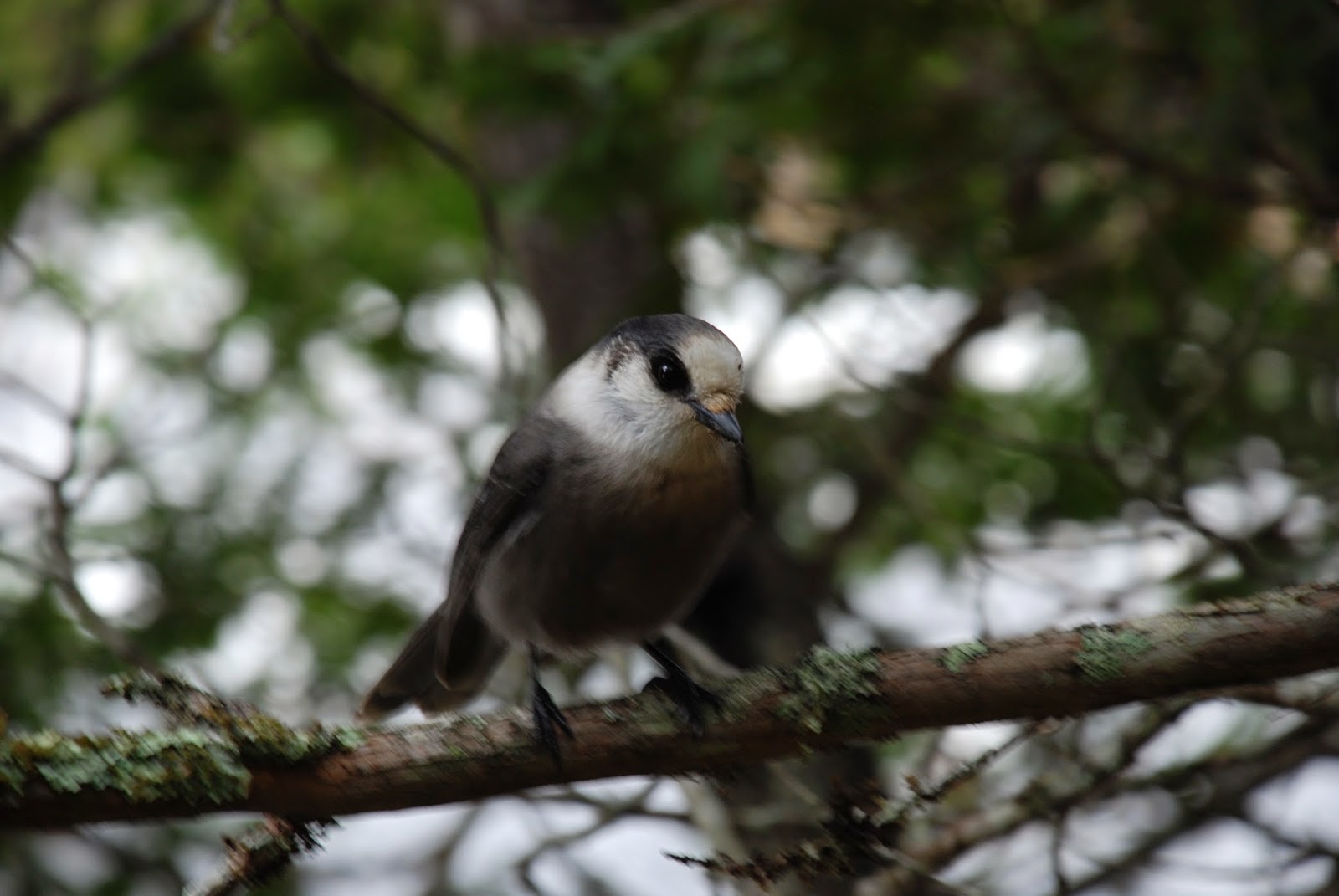 quelle est la vitesse maximale dans une zone de rencontre