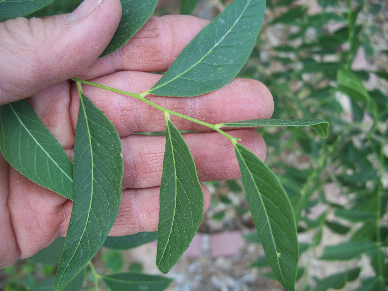 Western Soapberry Tree