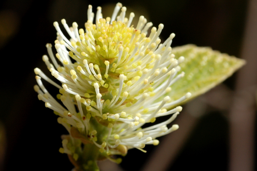 Reed S Garden Ramblings Fothergilla A Great And Often