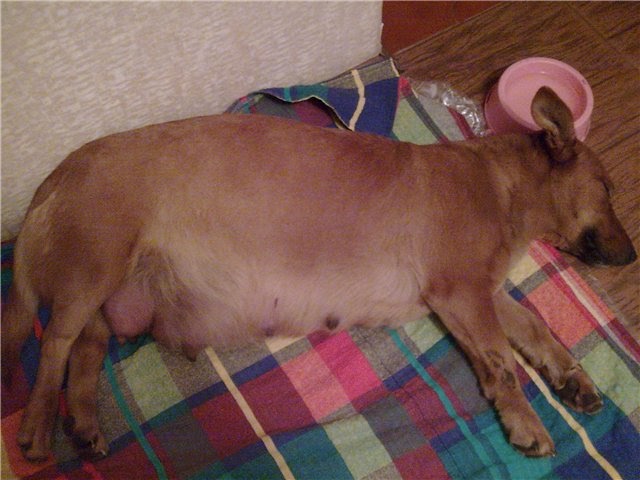 How Many Days Is A Small Dog Pregnant How Many Days Is A Small Dog Pregnant