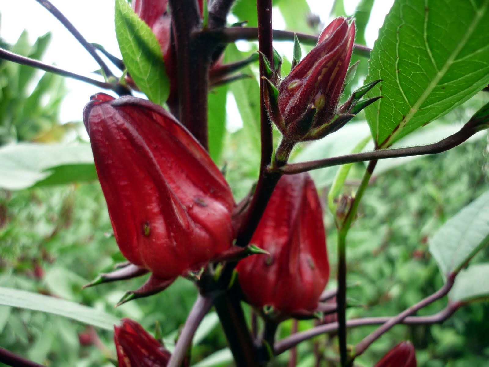 Jual tanaman bunga rosella | aneka tanaman | suplier tanaman | jasa dsain taman