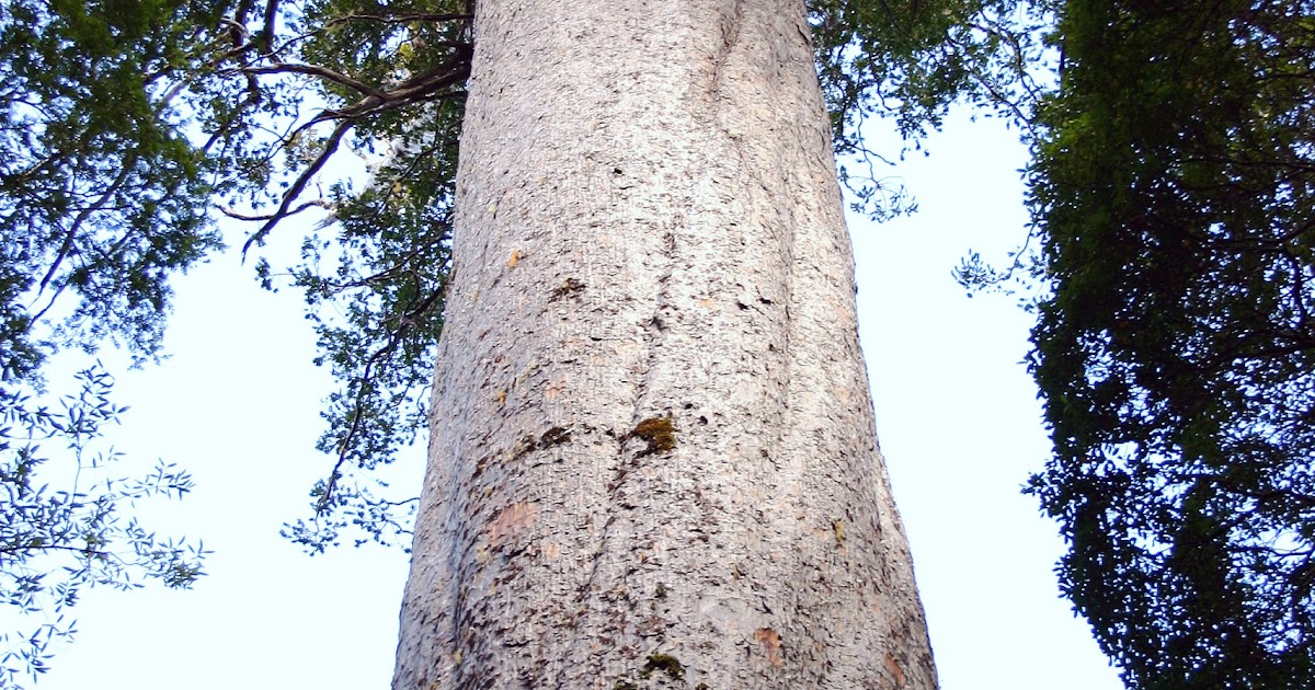 Botany word of the day Bole The trunk of a tree.
