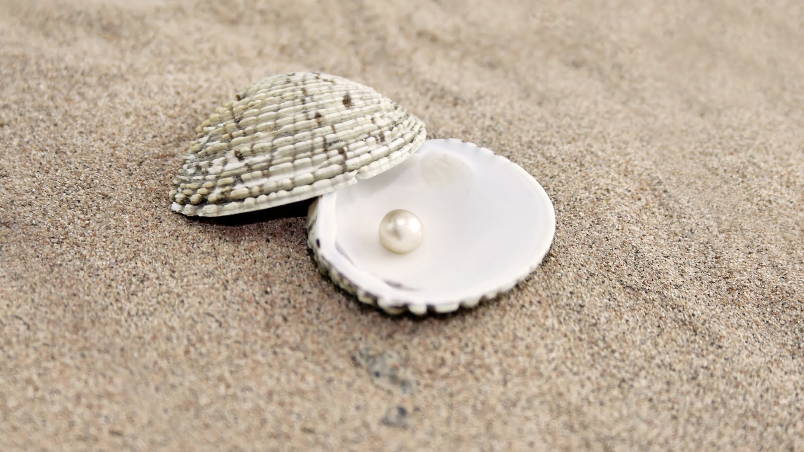 http://2.bp.blogspot.com/-k-5dQJNYZRc/TnPcXMiWcBI/AAAAAAAAAoc/iJD0bZs4Z3w/s1600/Sand+Shells+Pearl+-+PremiumWallpapersHD.Blogspot.Com.jpg