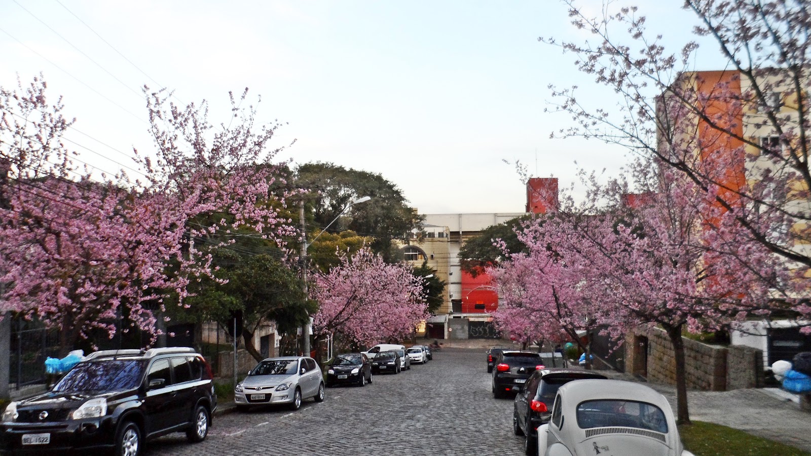 AlcBlog ''Rua das Cerejeiras'', Curitiba...