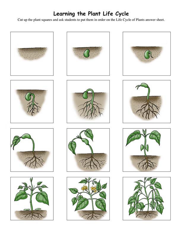 plants can you live without them essay plants can you live without them essay