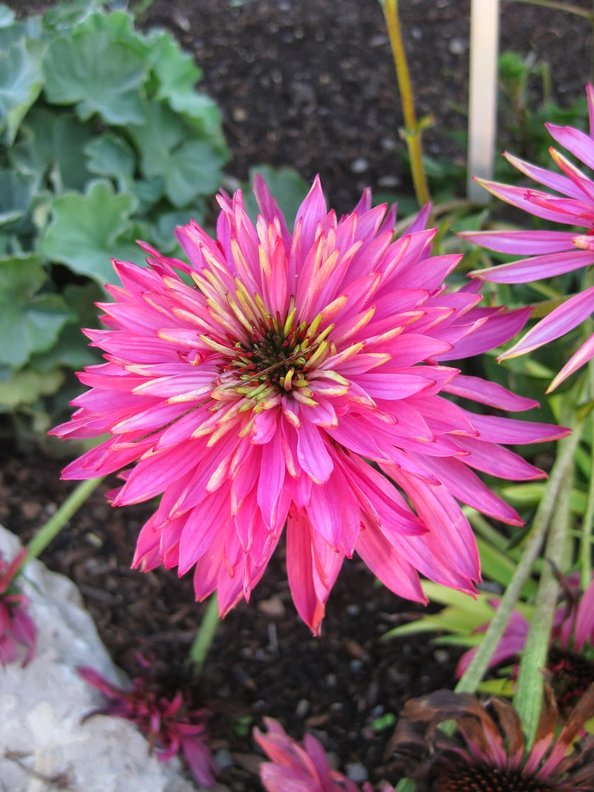 Weigela Nana Junglekey Fr Image